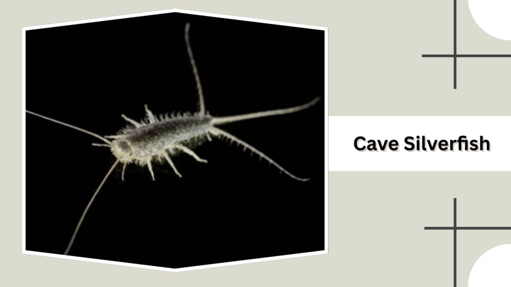 Cave Silverfish