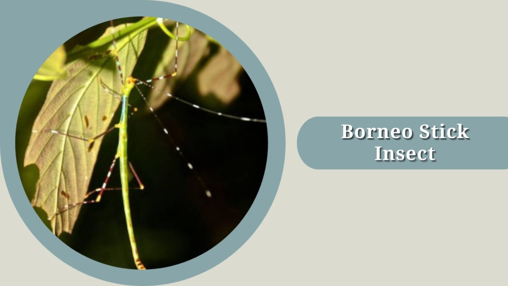 Borneo Stick Insect