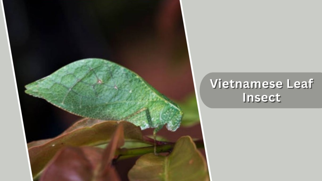  Vietnamese Leaf Insect