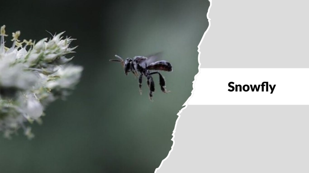 Snowfly