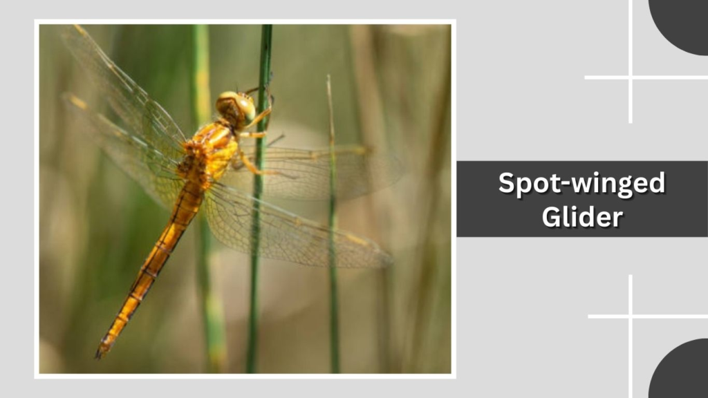 Spot-winged Glider