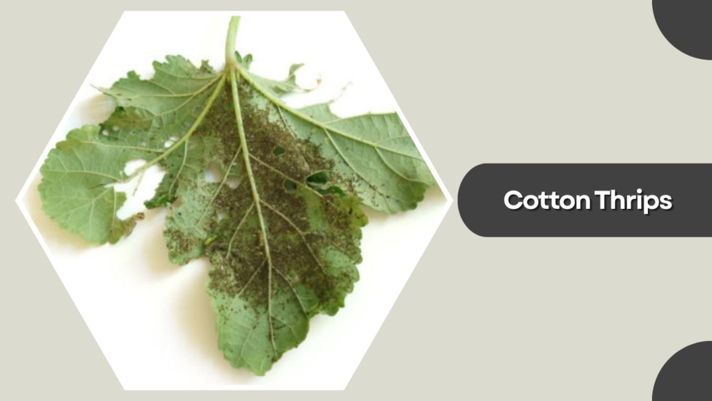 Cotton Thrips