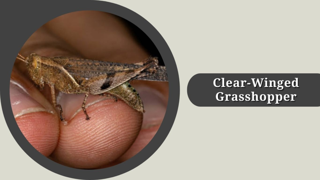 Clear-Winged Grasshopper