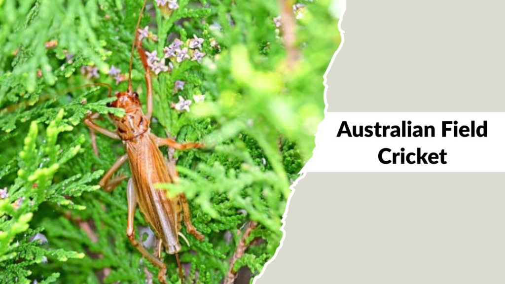Australian Field Cricket