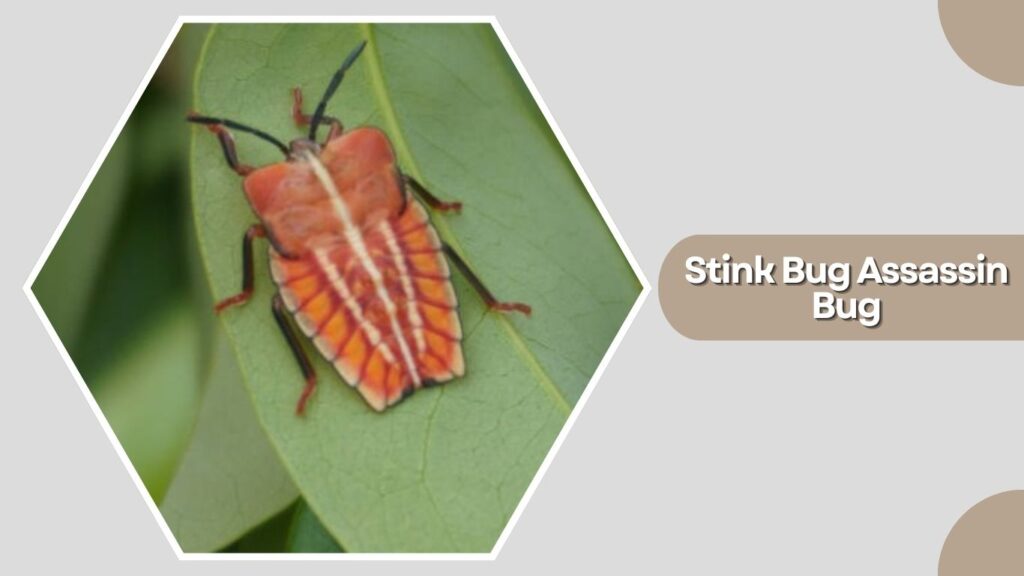 Stink Bug Assassin Bug