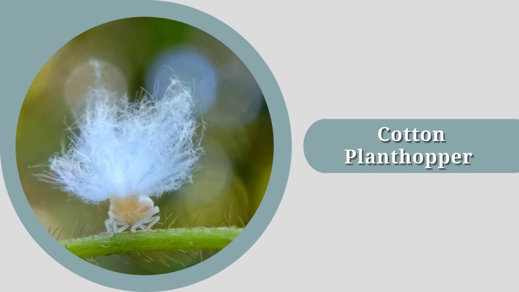 Cotton Planthopper