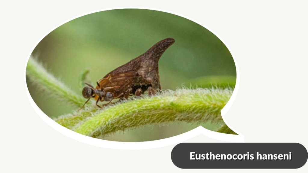 Eusthenocoris hanseni