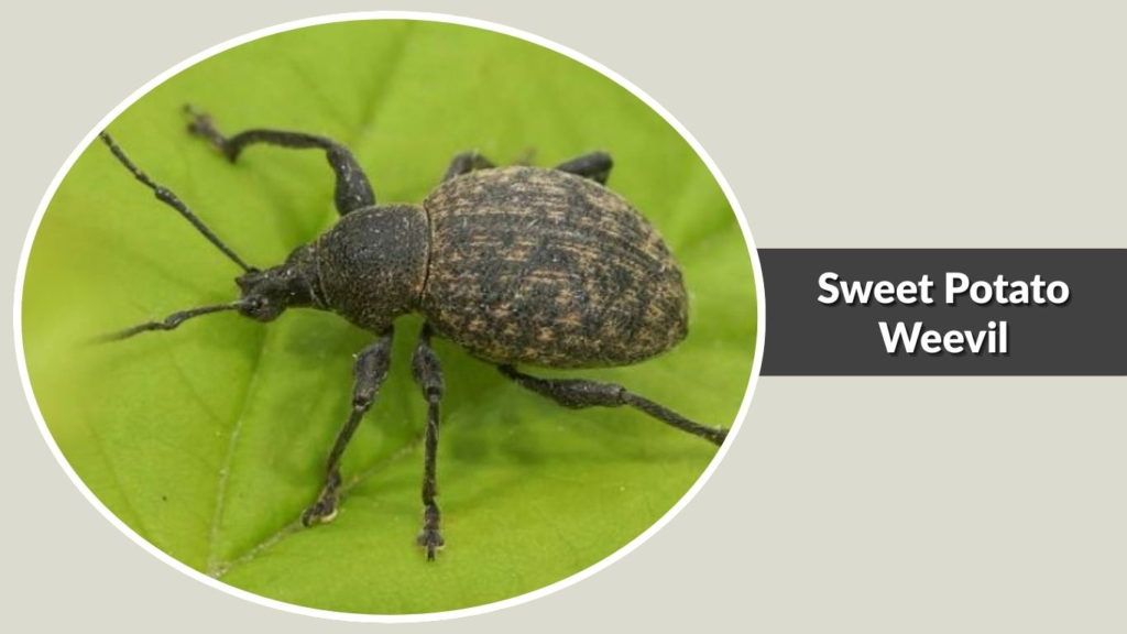  Sweet Potato Weevil 