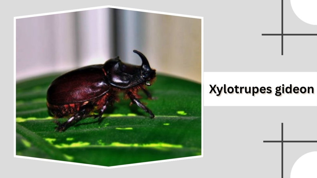 Xylotrupes gideon