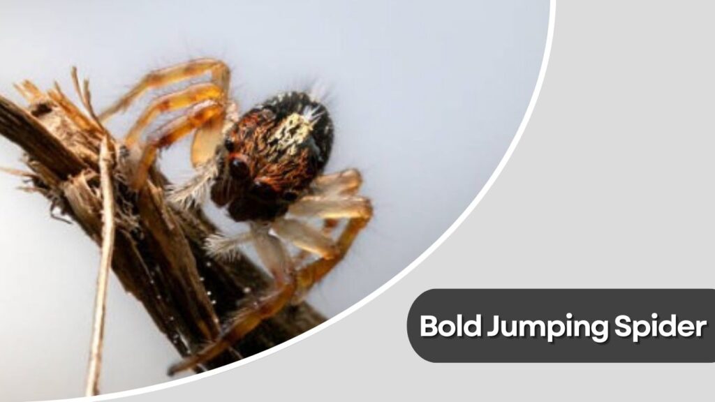 Bold Jumping Spider