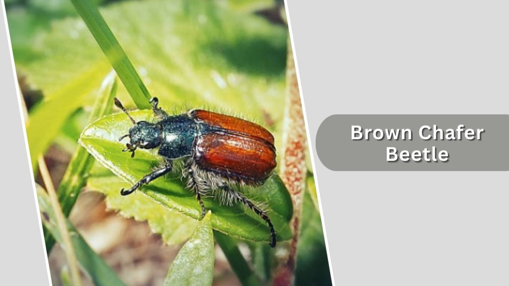 Brown Chafer Beetle