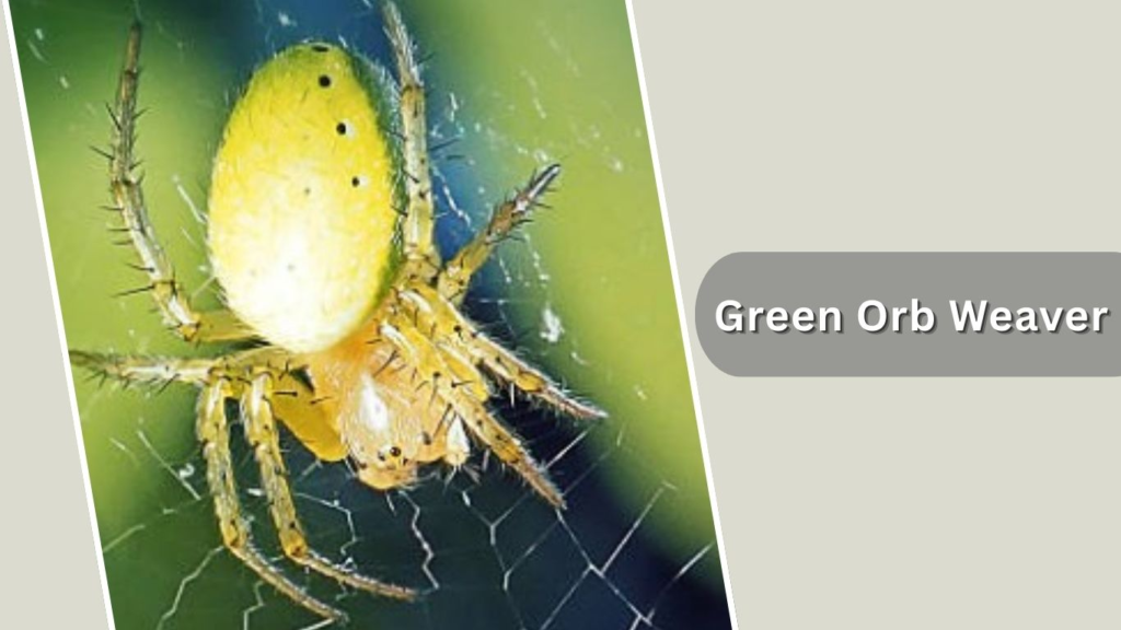 Green Orb Weaver