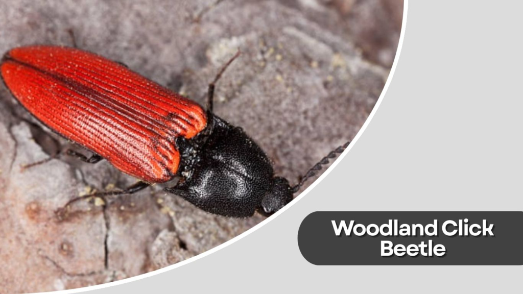 Woodland Click Beetle