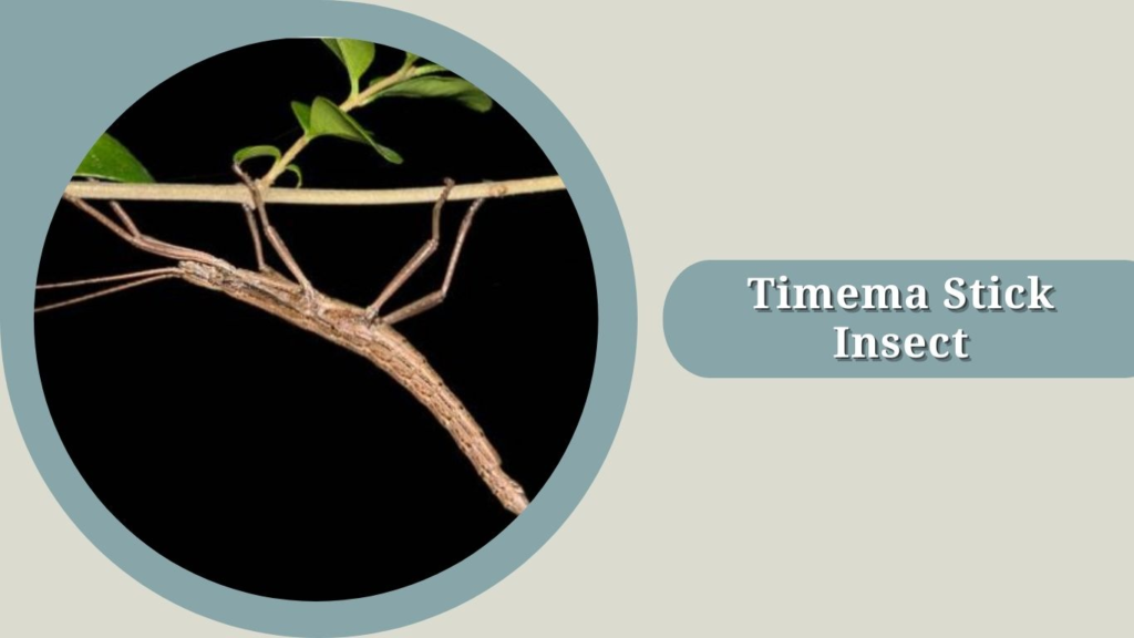 Timema Stick Insect