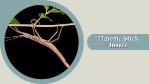 Timel Insect 17 Types of Stick Insects: Egg, Diet, Habitat & Life Cycle