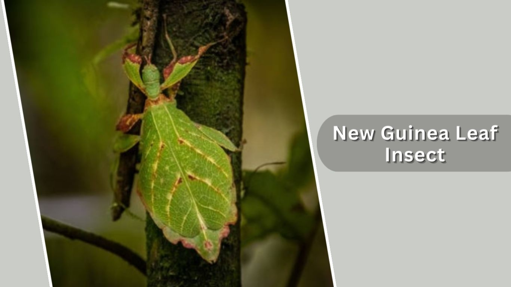 New Guinea Leaf Insect
