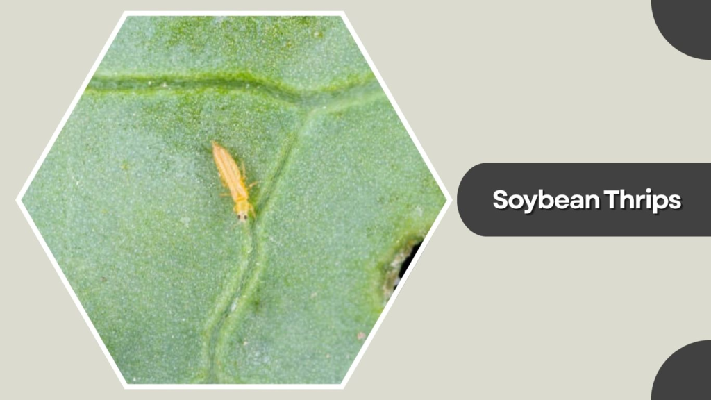 Soybean Thrips