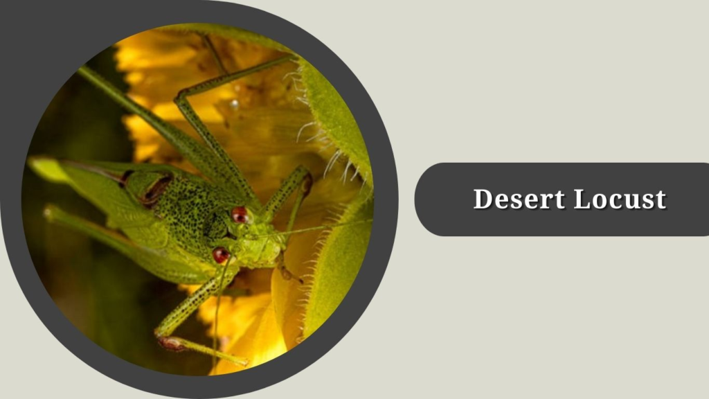 Desert Locust