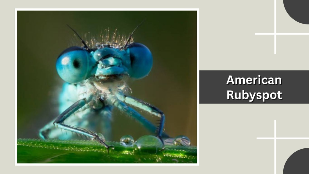 American Rubyspot