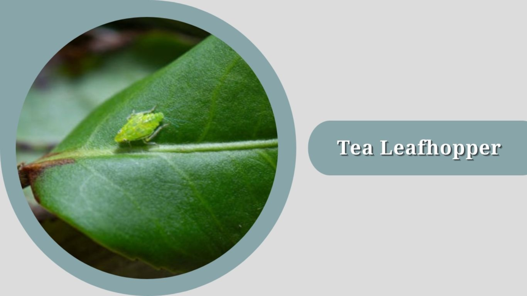 Tea Leafhopper