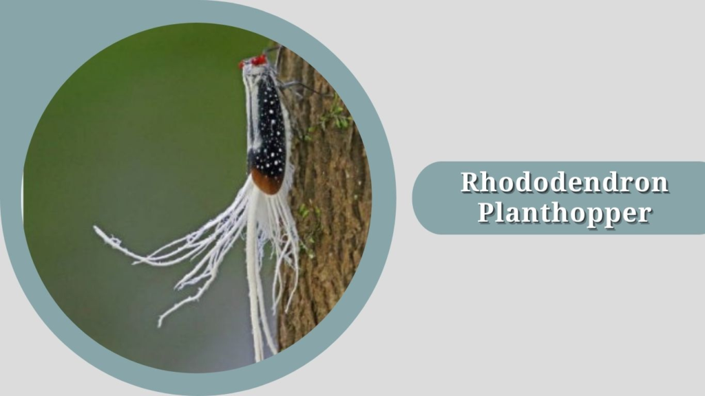 Rhododendron Planthopper 