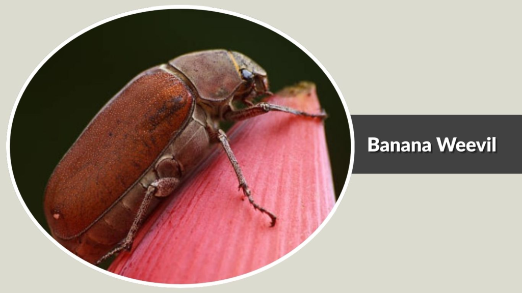 Banana Weevil