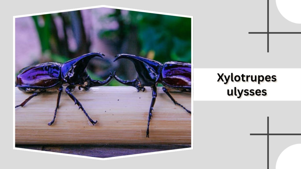 Xylotrupes ulysses