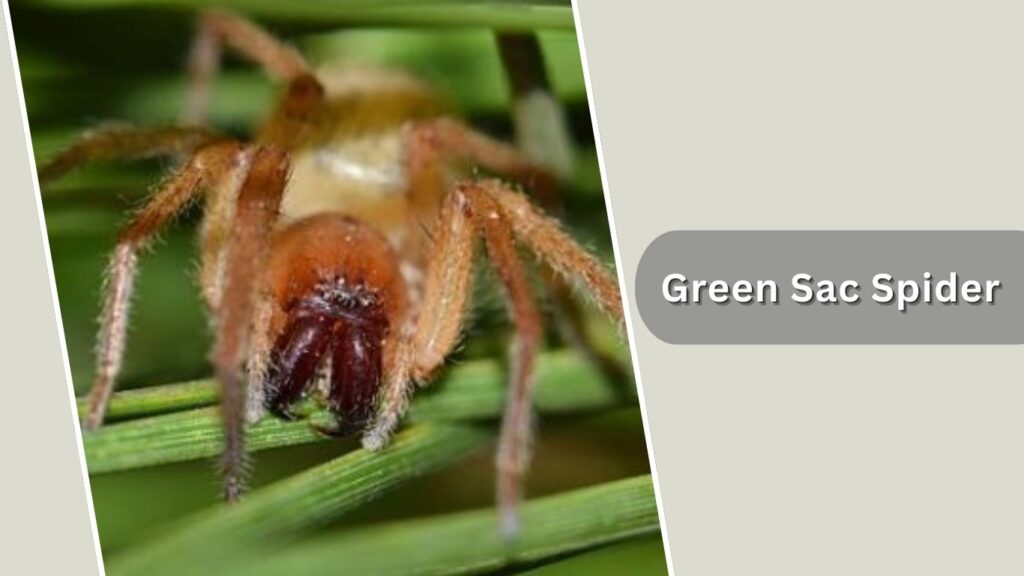 Green Sac Spider