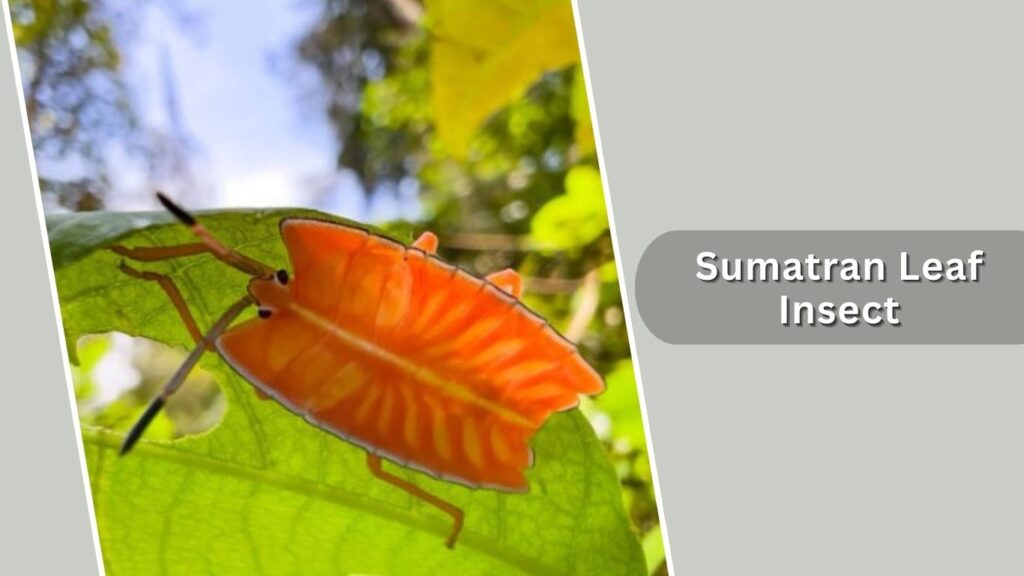 Sumatran Leaf Insect