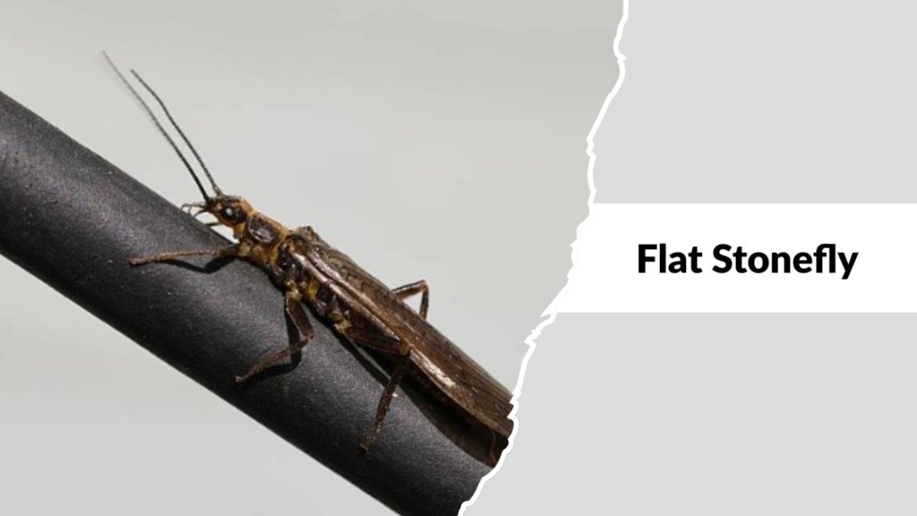 Flat Stonefly