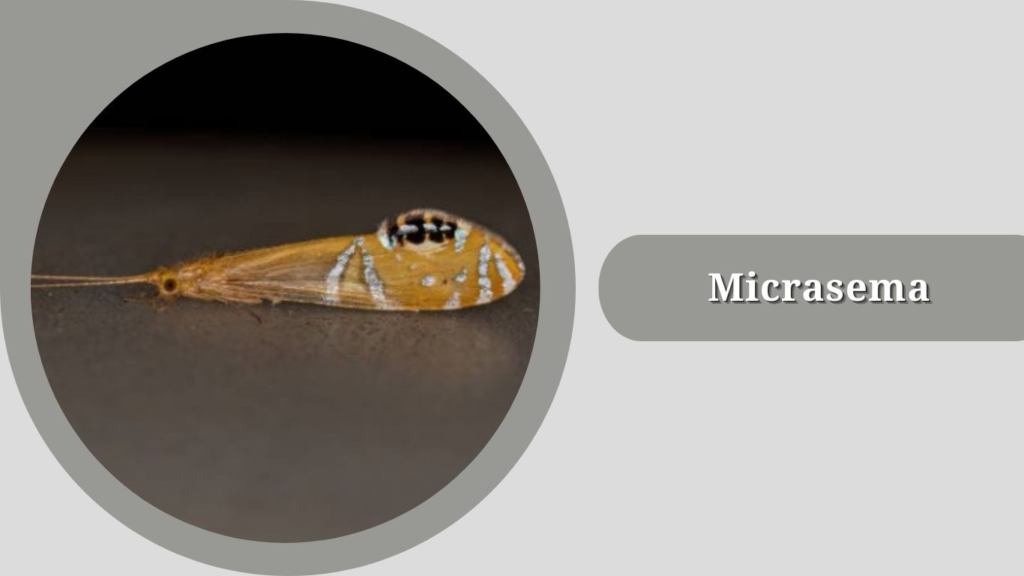  Micrasema
