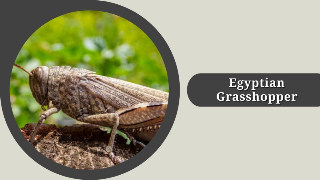 Egyptian Grasshopper