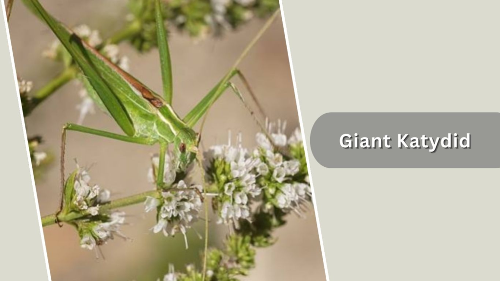 Giant Katydid