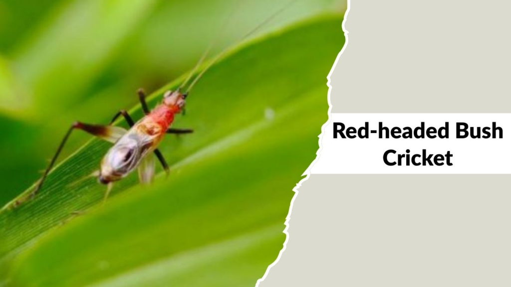 Red-headed Bush Cricket
