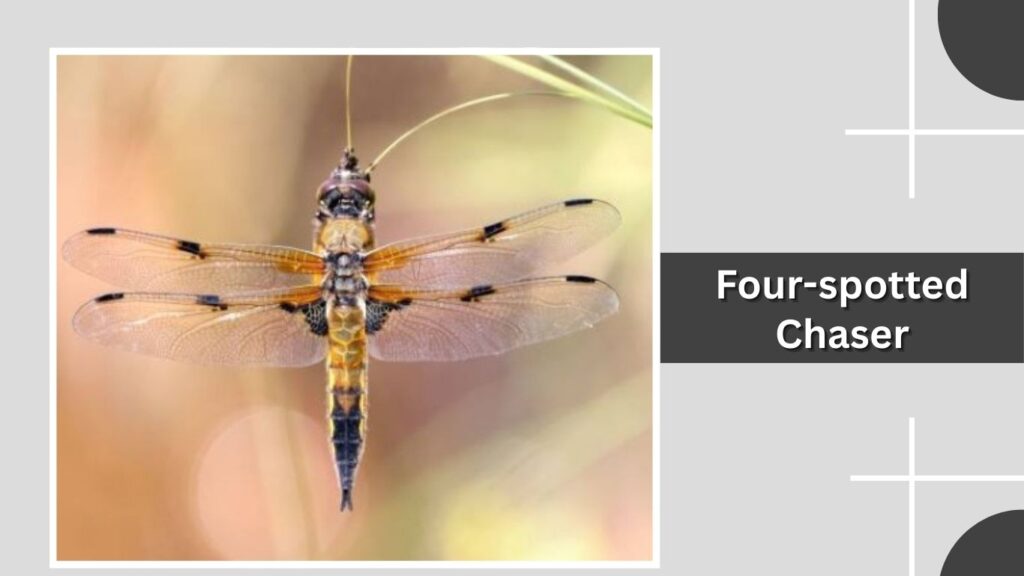 Four-spotted Chaser