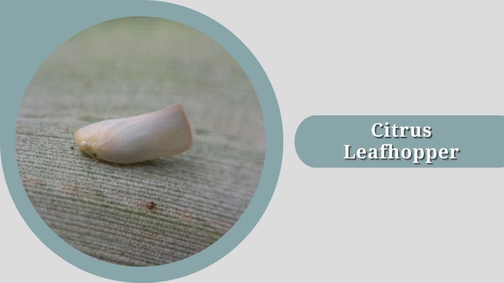 Citrus Leafhopper