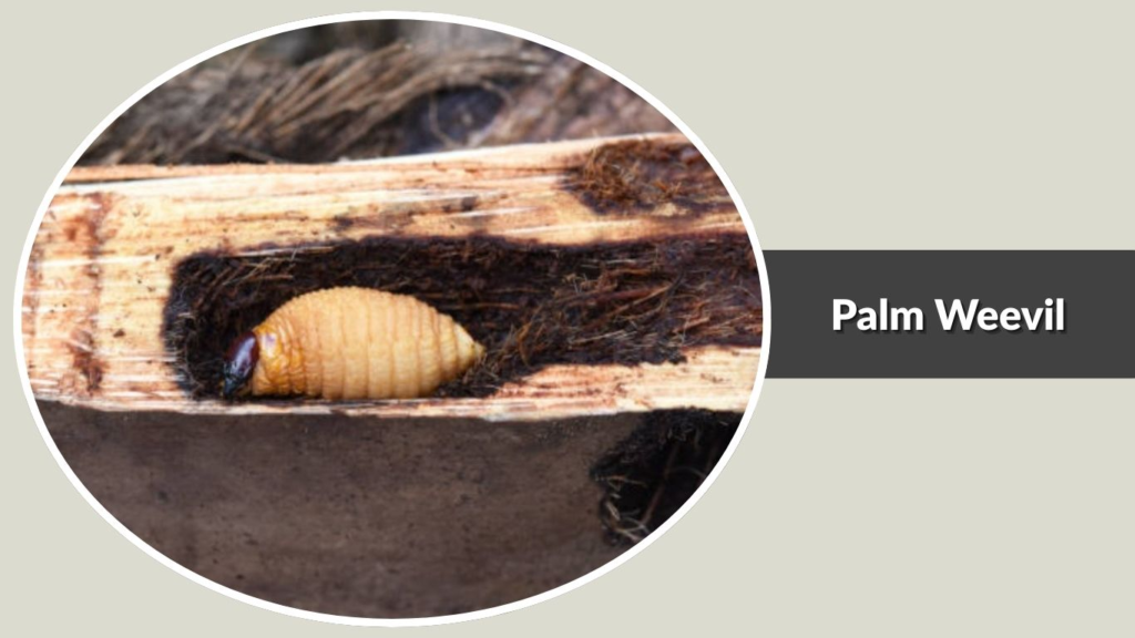 Palm Weevil