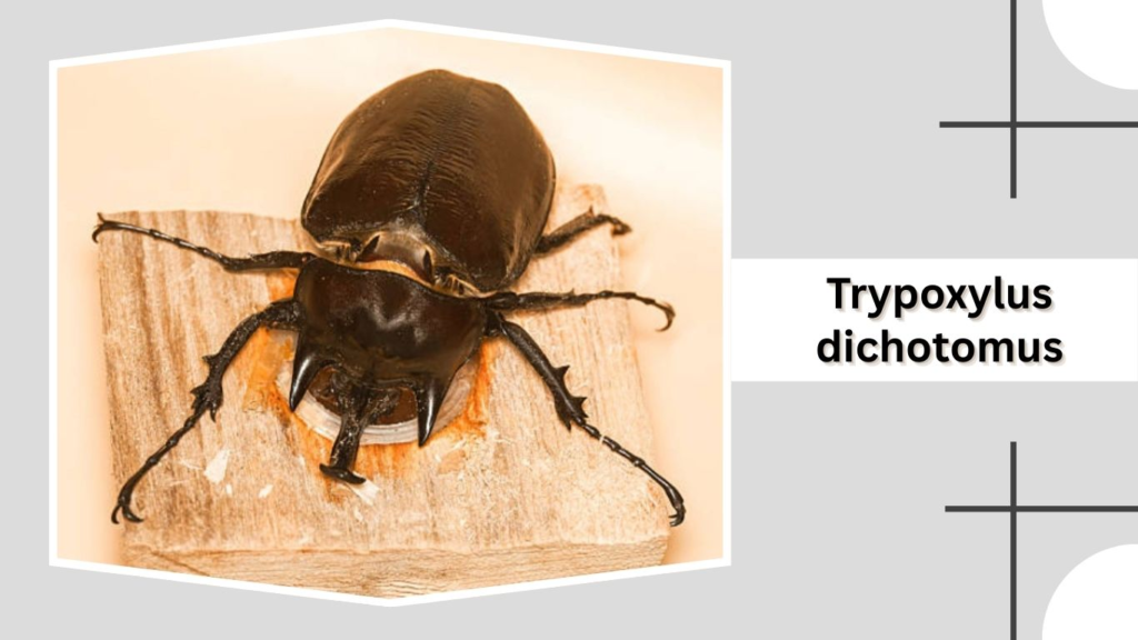 Trypoxylus dichotomus