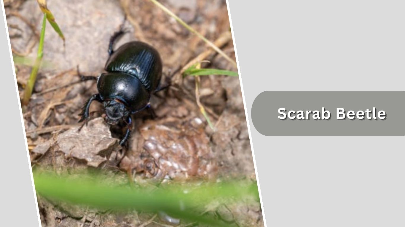 16 Types of Scarab Beetle: Size, Color , Habitat and ID with Pictures