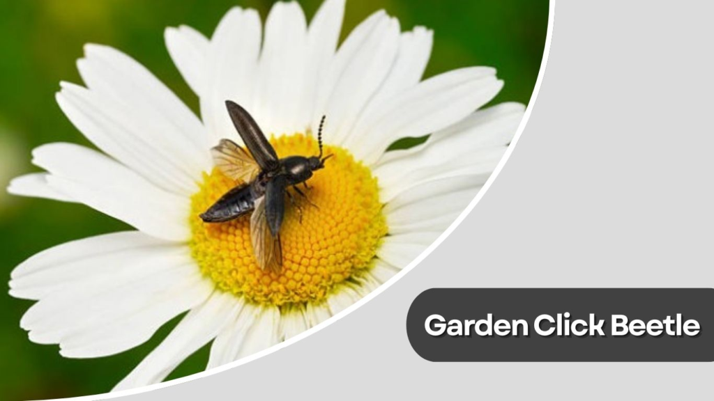 Garden Click Beetle