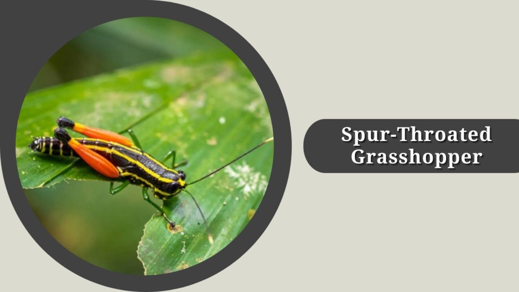 Spur-Throated Grasshopper