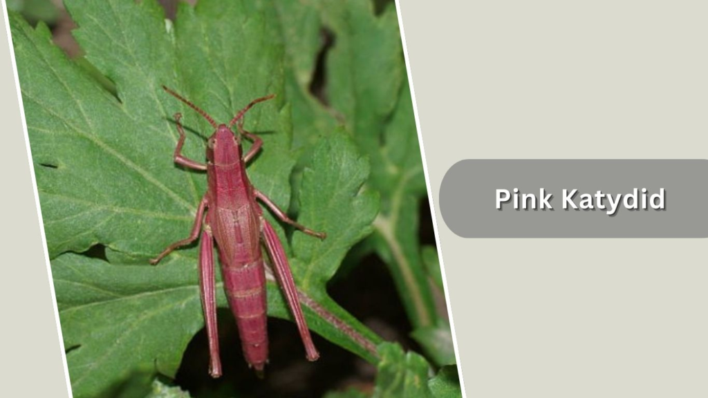 Pink Katydid