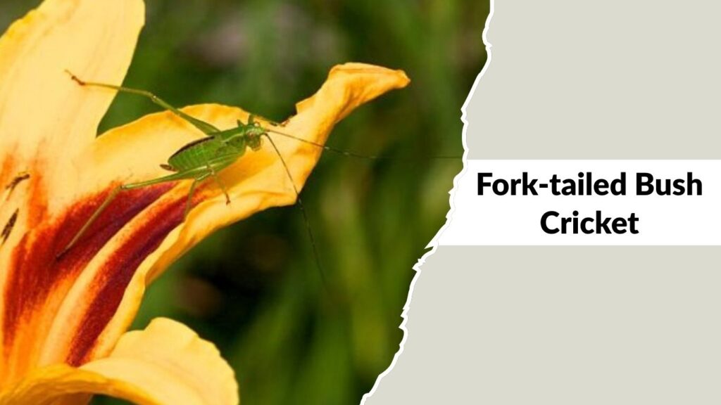 Fork-tailed Bush Cricket
