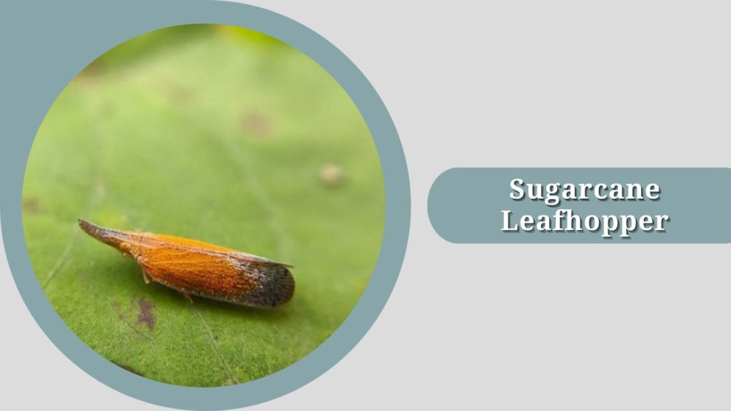 Sugarcane Leafhopper