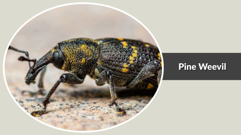 Pine Weevil