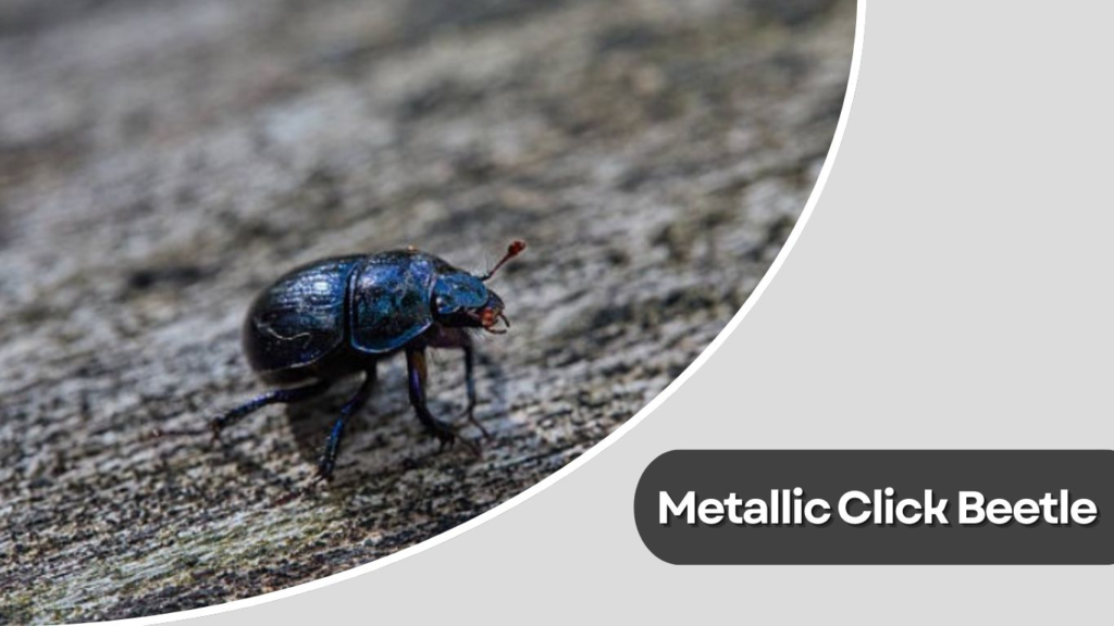 Metallic Click Beetle