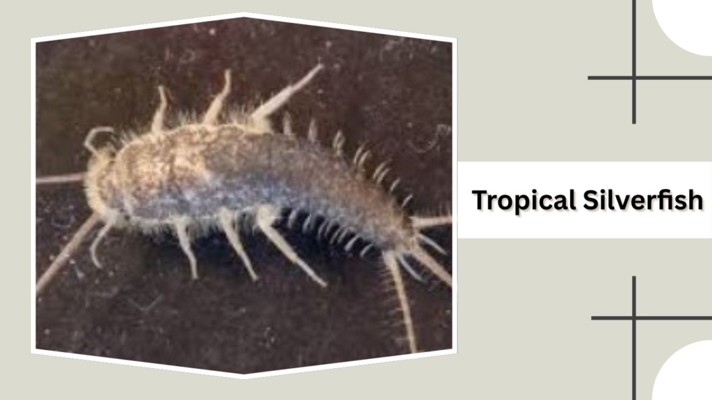 Tropical Silverfish