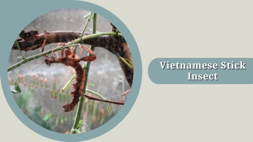 Vietnamese Stick Insect