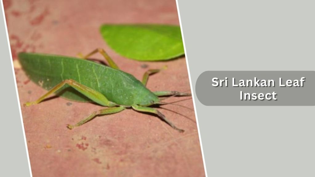 Sri Lankan Leaf Insect