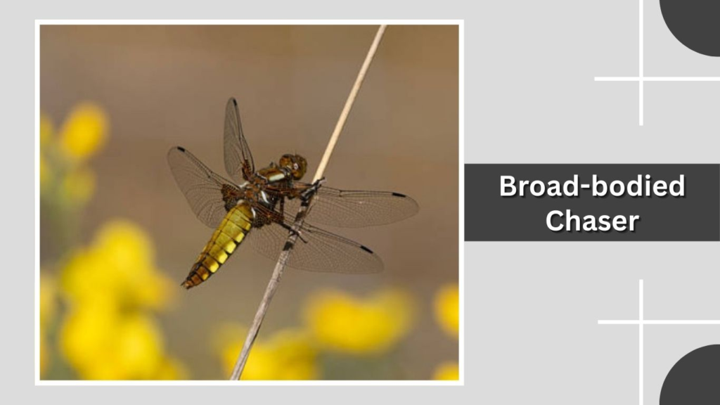 Broad-bodied Chaser